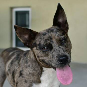 Muffin -  Catahoula Leopard Dog and Mixed Breed Dog for Adoption in Ottawa, Kansas - Muffin | PetCurious