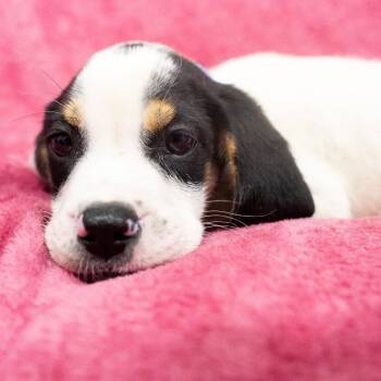 Aries -  Hound and Mixed Breed Dog for Adoption in Pawling, New York - Aries | PetCurious