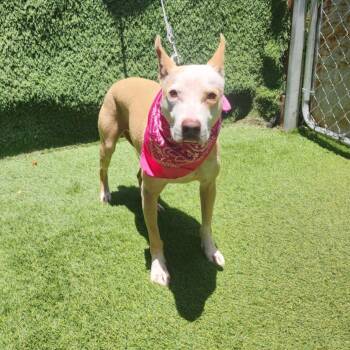 American Staffordshire Terrier Dogs Available for Adoption - Roxy | PetCurious