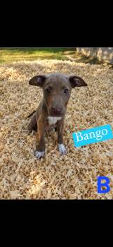 Bango -  Pit Bull Terrier Dog for Adoption in Seaside Heights, New Jersey - Bango | PetCurious
