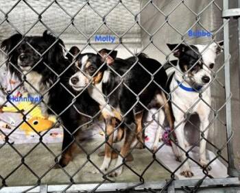 Molly -  Chihuahua and Terrier Dog for Adoption in Hobart, Indiana - Molly | PetCurious
