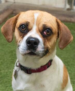 Puggle Dogs Available for Adoption in Encinitas, California - Ram | PetCurious