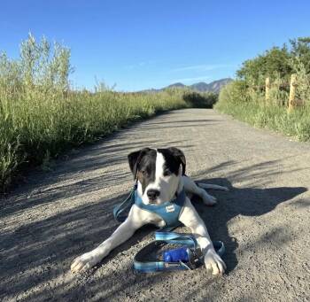 Oscar -  Labrador Retriever Dog for Adoption in Denver, Colorado - Oscar | PetCurious