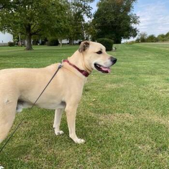 Rescue Yellow Labrador Retriever and Black Mouth Cur Dogs for Adoption in Lavon, Texas - Denver | PetCurious