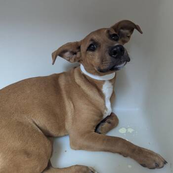 Gabriella -  Labrador Retriever Dog Available for Adoption in Birmingham, Alabama - Gabriella | PetCurious