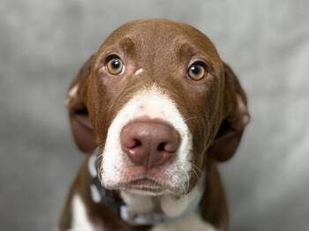 Merle -  Pointer Dog for Adoption in Portland, Oregon - Merle | PetCurious