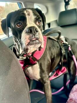 Rescue Boxer Dogs for Adoption in Torrington, Connecticut - Mandy | PetCurious