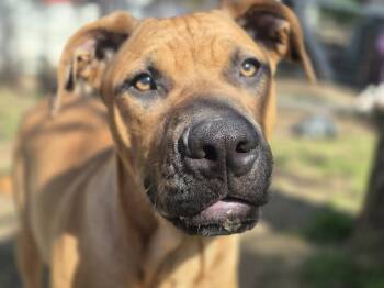 Rescue Pit Bull Terrier Dogs for Adoption in Dover, Arkansas - Grayson | PetCurious