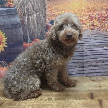 Puff Dragon -  Poodle Dog for Adoption in Normal, Illinois - Puff Dragon | PetCurious