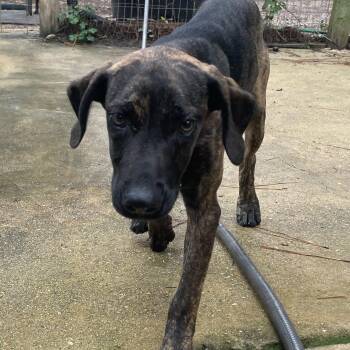 Plott Hound Dogs Available for Adoption in Ruston, Louisiana - Huck | PetCurious