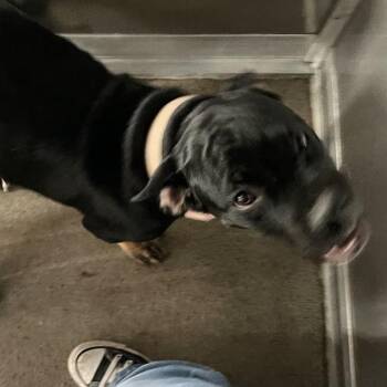 Emilia -  Terrier Dog for Adoption in Des Moines, Iowa - Emilia | PetCurious