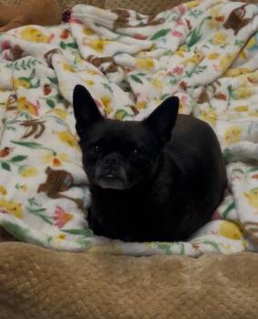 Pug and Chihuahua Dogs Available for Adoption in El Centro, California - Slyvester | PetCurious