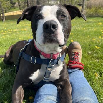 Rescue Mixed Breed Dogs for Adoption in Bangall, New York - Violet | PetCurious