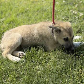Great Pyrenees and German Shepherd Dog Dogs Available for Adoption in Locust Fork, Alabama - CUPID | PetCurious