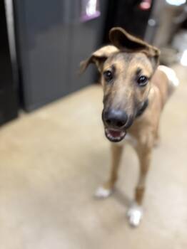 German Shepherd Dog Dogs Available for Adoption in Jurupa Valley, California - Harley  | PetCurious