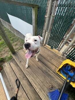 Rescue Mixed Breed Dogs for Adoption in West Chester, Pennsylvania - Daisy | PetCurious