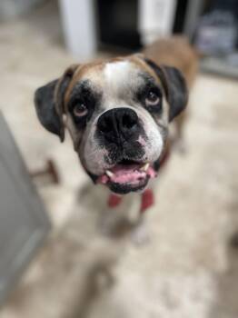 Rescue Boxer Dogs for Adoption in Park Row, Texas - Vince | PetCurious