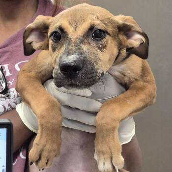Flip -  Labrador Retriever and Shepherd Dog for Adoption in Hattiesburg, Mississippi - Flip | PetCurious