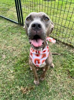 Rescue American Staffordshire Terrier and Mixed Breed Dogs for Adoption in Fennville, Michigan - Miracle | PetCurious