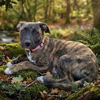 Terrier Dogs Available for Adoption - Arwen | PetCurious