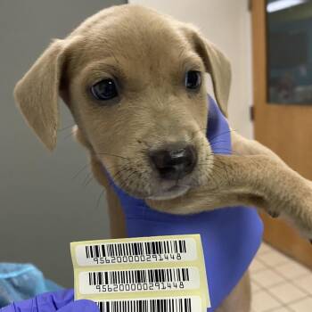 Orange -  Mixed Breed Dog for Adoption in Charleston, West Virginia - Orange | PetCurious
