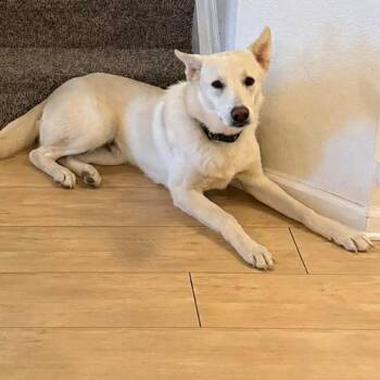 Axel -  German Shepherd Dog Dog for Adoption in Hinesville, Georgia - Axel | PetCurious