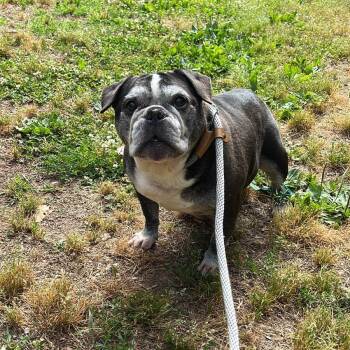 Mrs. Potts -  English Bulldog Dog for Adoption in Charlottesville, Virginia - Mrs. Potts | PetCurious