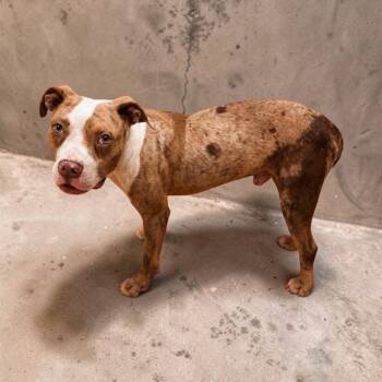 Polka -  Mixed Breed Dog for Adoption in Charlotte, Michigan - Polka | PetCurious