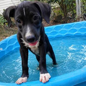 Chance -  Black Labrador Retriever Dog for Adoption in Danville, Vermont - Chance | PetCurious