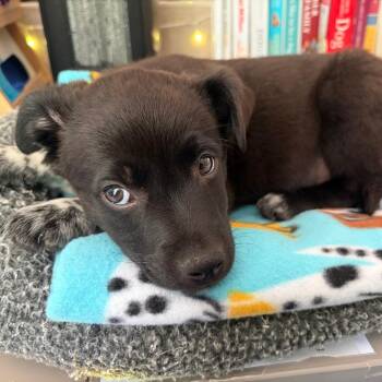 Cattle Dog and Mixed Breed Dogs Available for Adoption in Charlottesville, Virginia - Lurvy | PetCurious