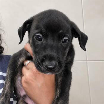 MARTEN -  Labrador Retriever Dog for Adoption in Palo Alto, California - MARTEN | PetCurious