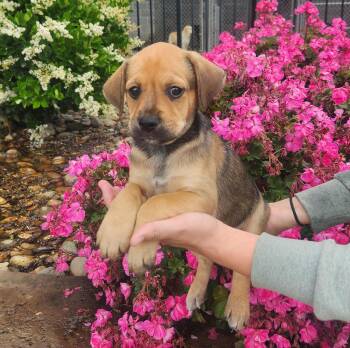 Hound and Border Collie Dogs Available for Adoption in Lathrop, California - Ray | PetCurious