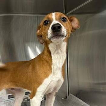Mixed Breed Dogs Available for Adoption in Knoxville, Tennessee - Bumble Bee | PetCurious