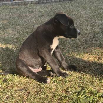 Po (C000-252) - Costa Mesa Location *Available 7/3* -  Labrador Retriever and Border Collie Dog for Adoption in Chino Hills, California - Po (C000-252) - Costa Mesa Location *Available 7/3* | PetCurious