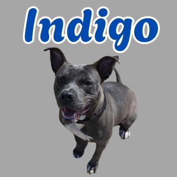 Rescue Pit Bull Terrier Dogs for Adoption in South Padre Island, Texas - Indigo | PetCurious