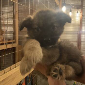 Rescue Mixed Breed Dogs for Adoption in Parrish, Alabama - Big Mac | PetCurious