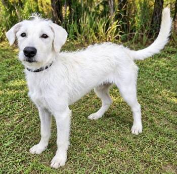 Daisi -  Terrier and Schnauzer Dog for Adoption in Foley, Alabama - Daisi | PetCurious