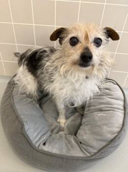 Yorkshire Terrier Dogs Available for Adoption in Wooster, Ohio - TidBit | PetCurious