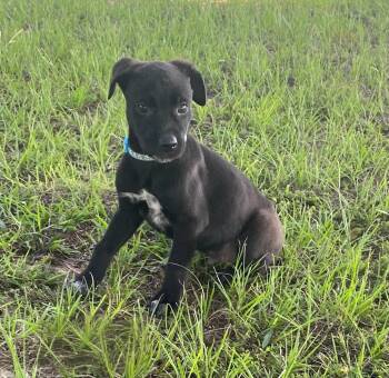 Cosmo -  Labrador Retriever and Terrier Dog for Adoption in Glocester, Rhode Island - Cosmo | PetCurious