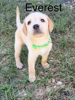 Everest -  Labradoodle Dog for Adoption in Pawleys Island, South Carolina - Everest | PetCurious