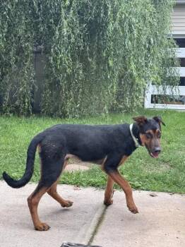 Rosco -  Mixed Breed Dog for Adoption in Wyoming, Michigan - Rosco | PetCurious