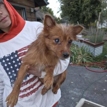 Booster -  Mixed Breed Dog for Adoption in Klamath Falls, Oregon - Booster | PetCurious