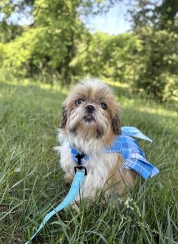 Beth-Transport -  Shih Tzu Dog for Adoption in Gradyville, Kentucky - Beth-Transport | PetCurious