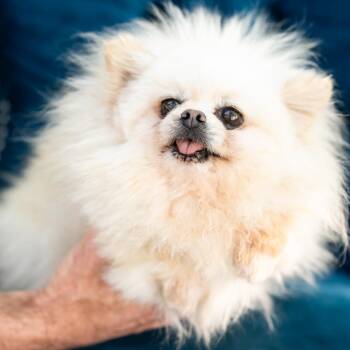 Pomeranian Dogs Available for Adoption in Zionsville, Indiana - Skyla | PetCurious