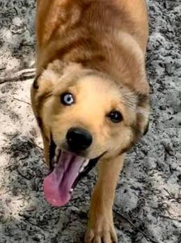 Bluey -  Mixed Breed Dog for Adoption in Lakeland, Georgia - Bluey | PetCurious