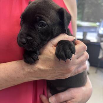Dawn B -  American Bully Dog for Adoption in Dyersburg, Tennessee - Dawn B | PetCurious