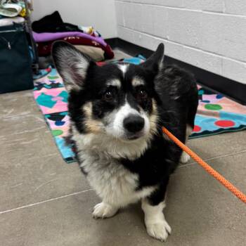 Cardigan Welsh Corgi Dogs Available for Adoption in York, Pennsylvania - YORK-Stray-15529 | PetCurious