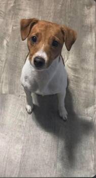 Jack Russell Terrier Dogs Available for Adoption in Huntington, New York - Max | PetCurious