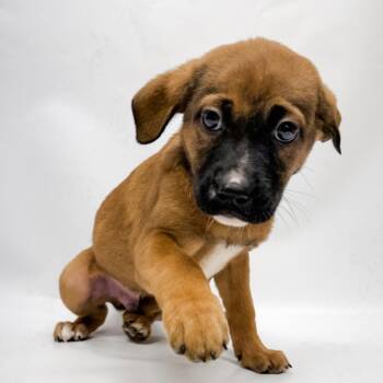 667 (2026) Titan -  Shepherd and Pit Bull Terrier Dog Available for Adoption in Parker, Colorado - 667 (2026) Titan | PetCurious