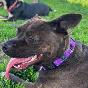 Shandy -  Pug and Pit Bull Terrier Dog for Adoption in Tioga, Pennsylvania - Shandy | PetCurious